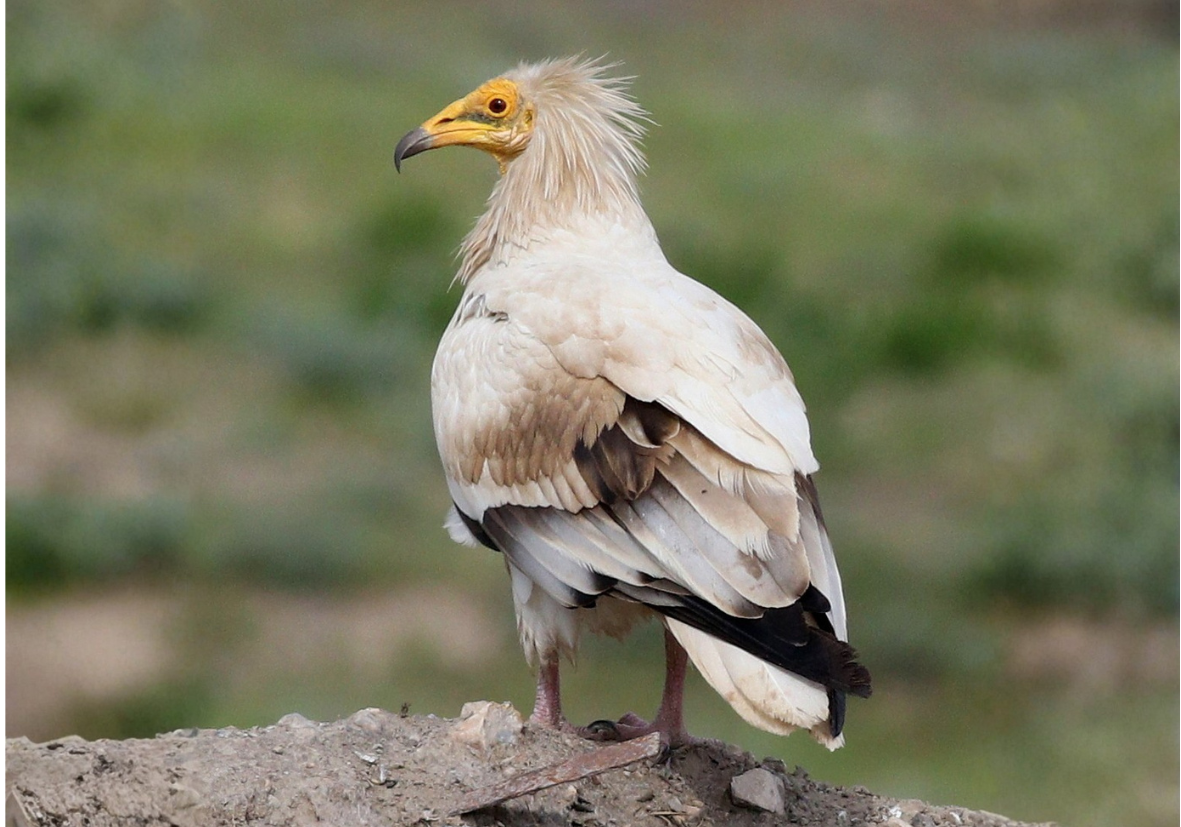 Egyptian Vulture (Neophron percnopterus)