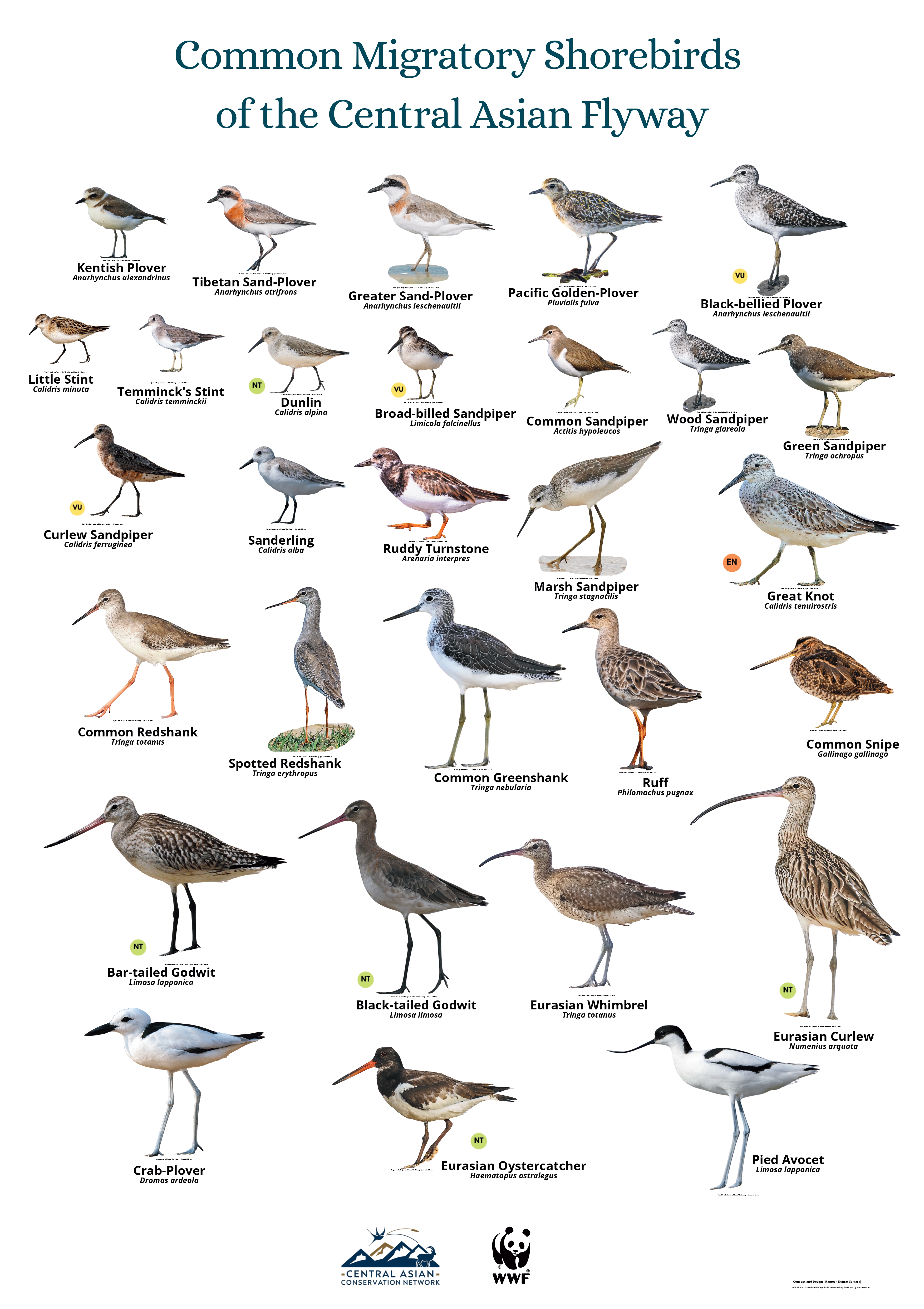 Common Migratory Shorebirds  of the Central Asian Flyway