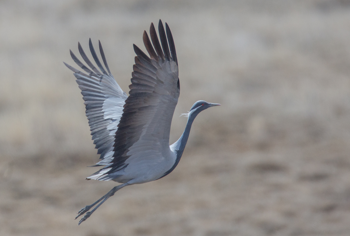 Landbird Migration Pattern in East-Central Asia gallery image 1