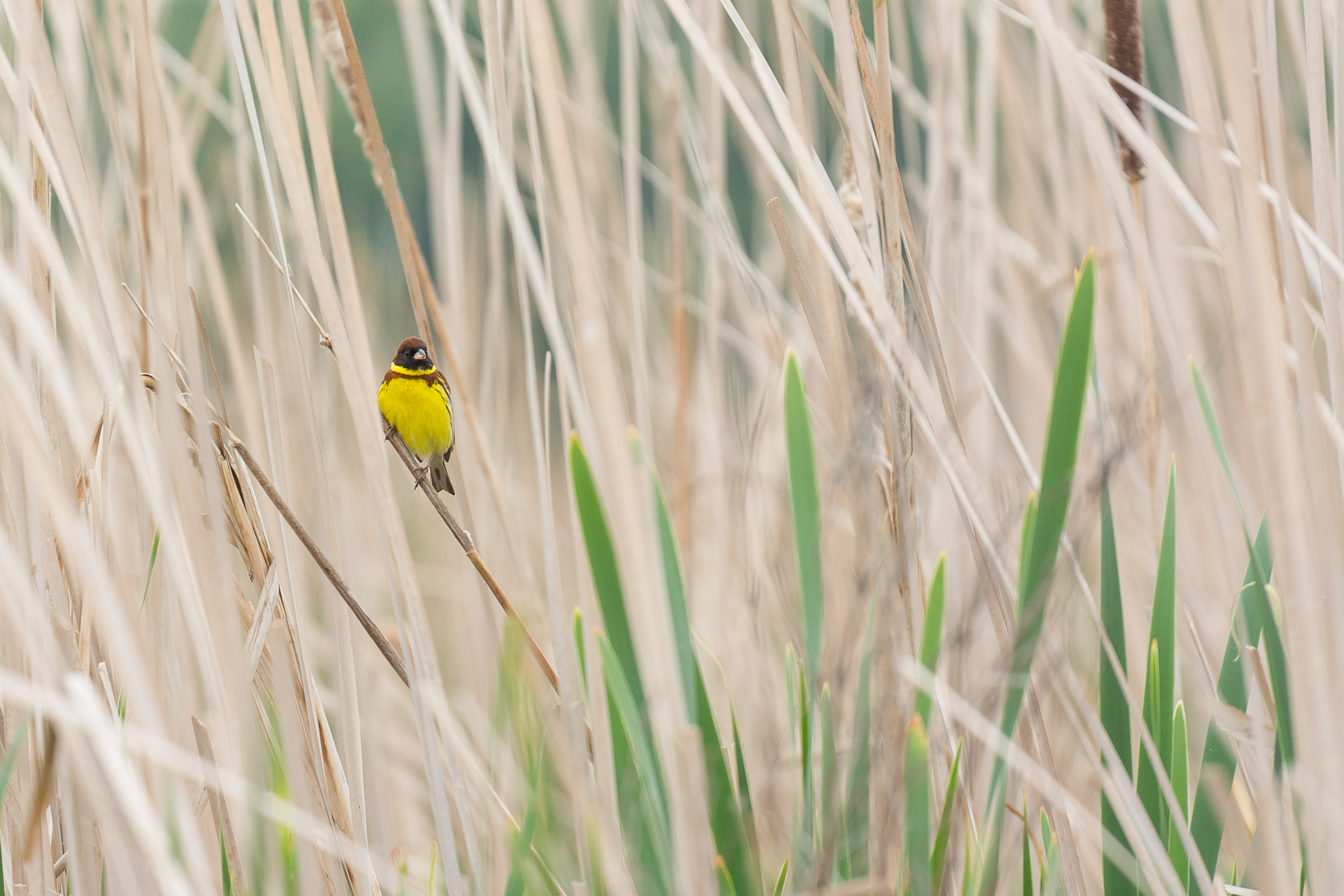 Landbird Migration Pattern in East-Central Asia gallery image 2