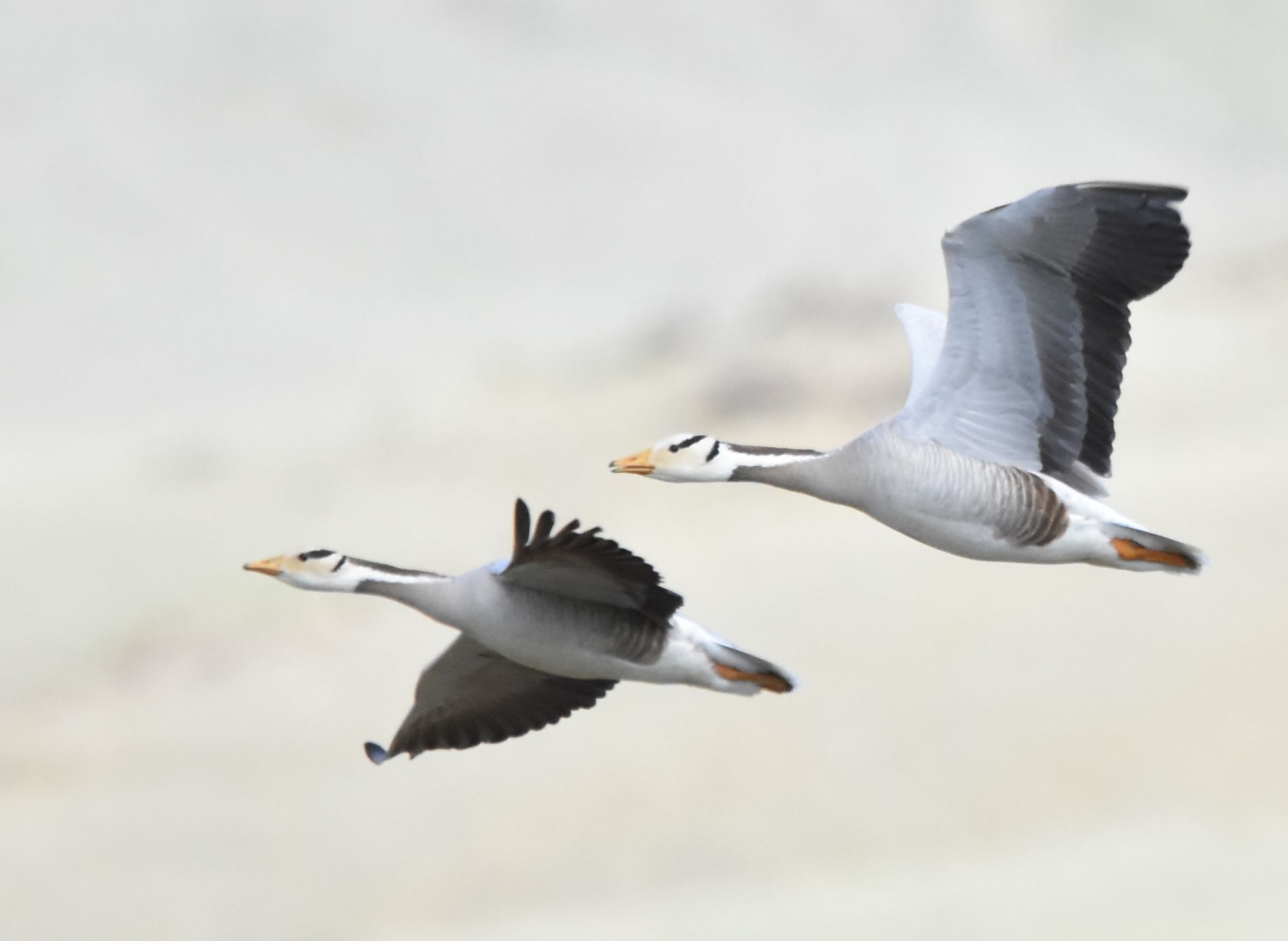 Landbird Migration Pattern in East-Central Asia gallery image 3