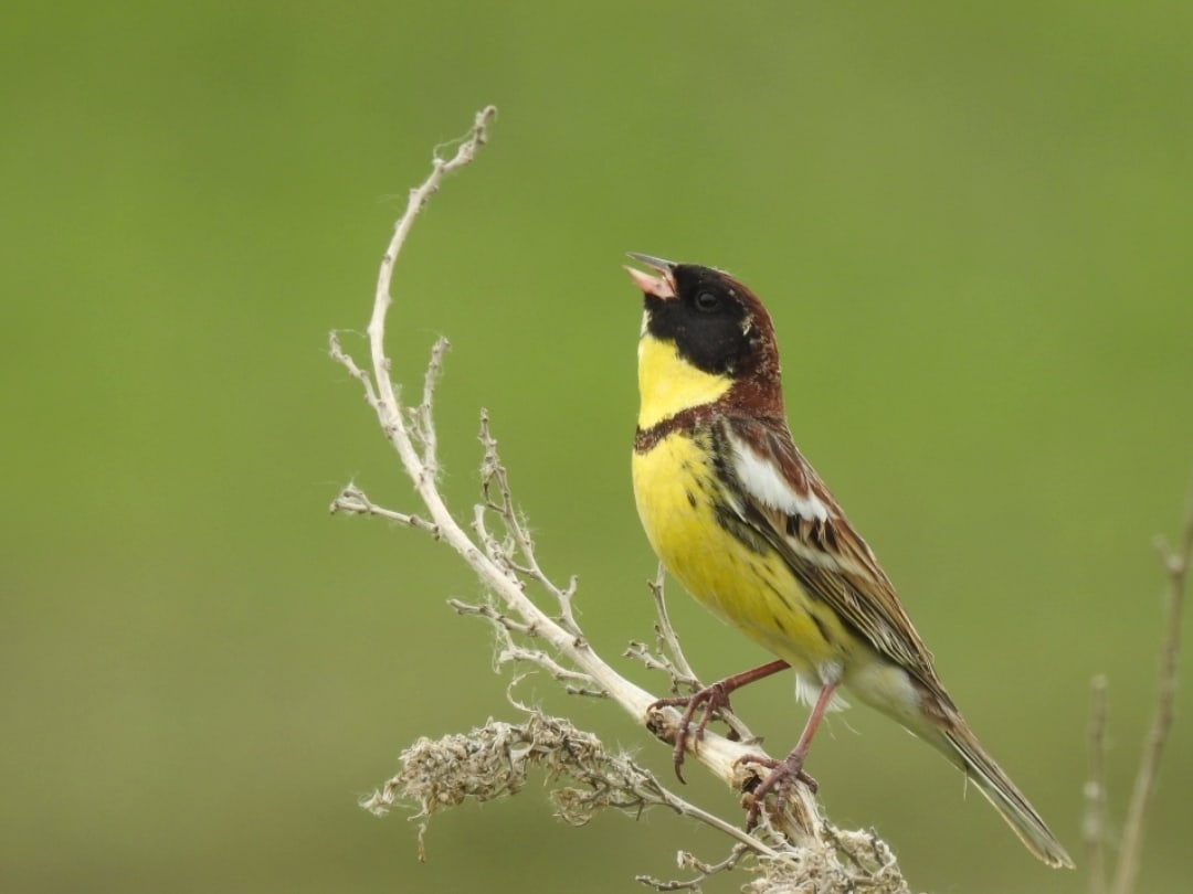 Landbird Migration Pattern in East-Central Asia gallery image 4