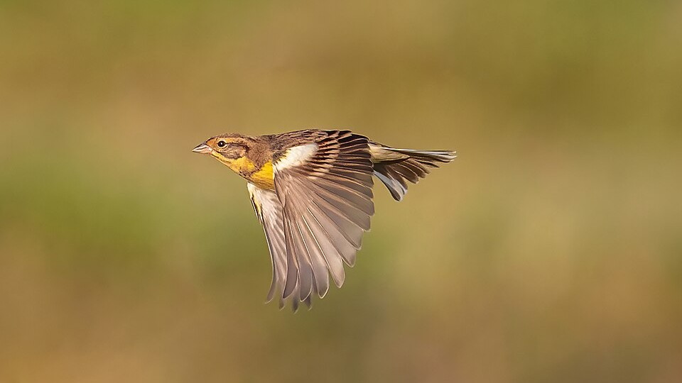 Yellow-breasted Bunting (Emberiza aureola)