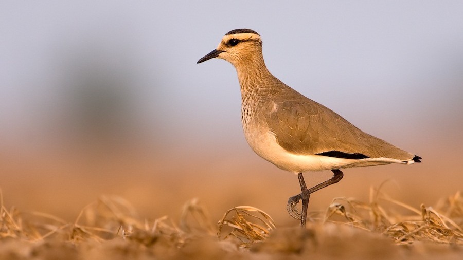 Sociable Lapwing (Vanellus gregarius)