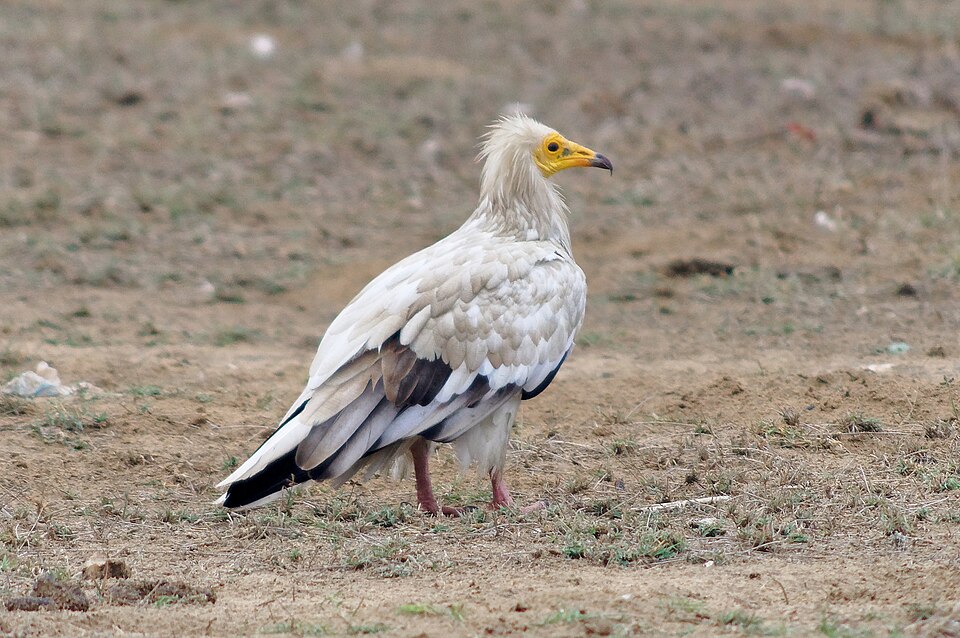 Egyptian Vulture (Neophron percnopterus)