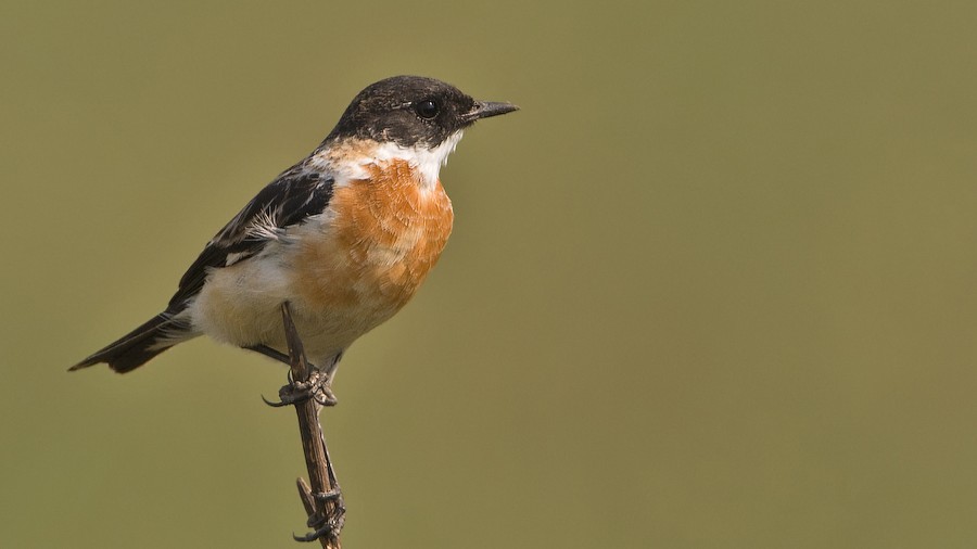 White-throated Bushchat (Saxicola insignis)