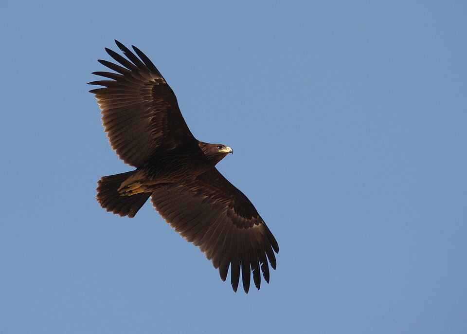 Greater Spotted Eagle (Clanga clanga)