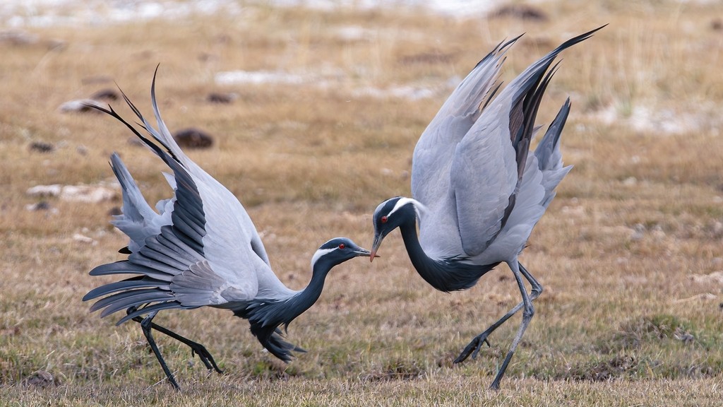 Demoiselle Crane (Grus virgo)