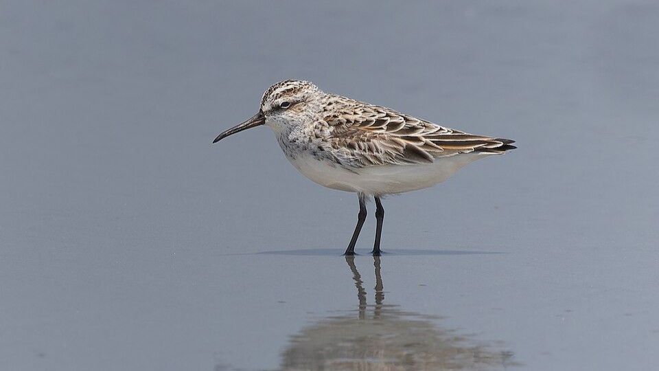Broad-billed Sandpiper (Calidris falcinellus)