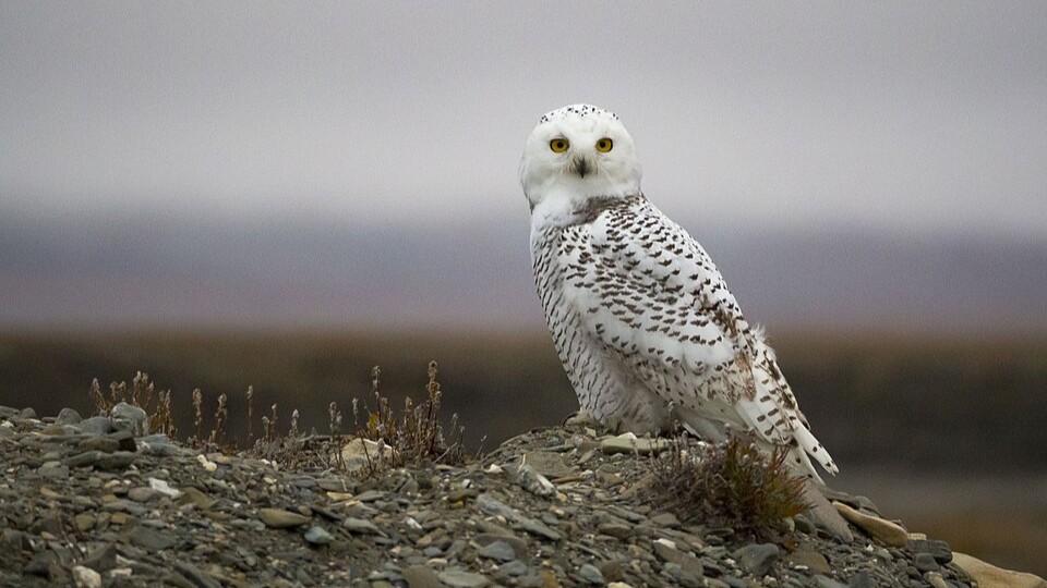 Snowy Owl (Bubo scandiacus)