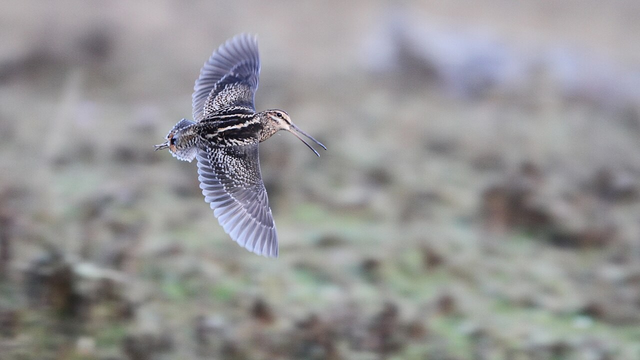 Wood Snipe (Gallinago nemoricola)
