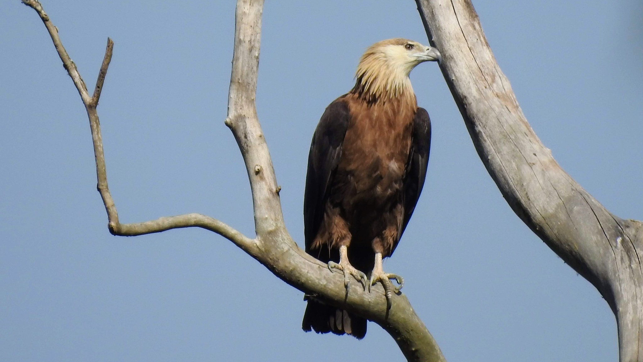 Pallas's Fish Eagle (Haliaeetus leucoryphus)
