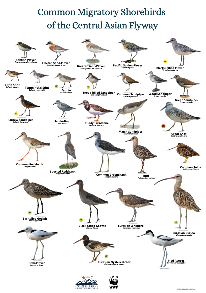 Common Migratory Shorebirds  of the Central Asian Flyway