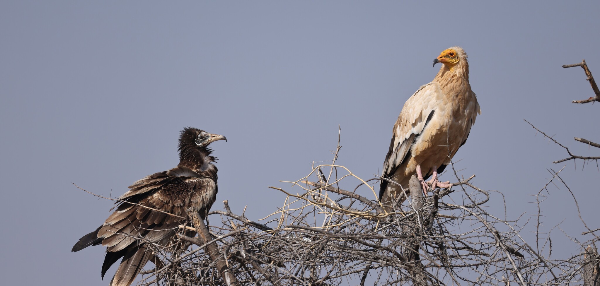Working Group meeting - Vultures Working Group cover