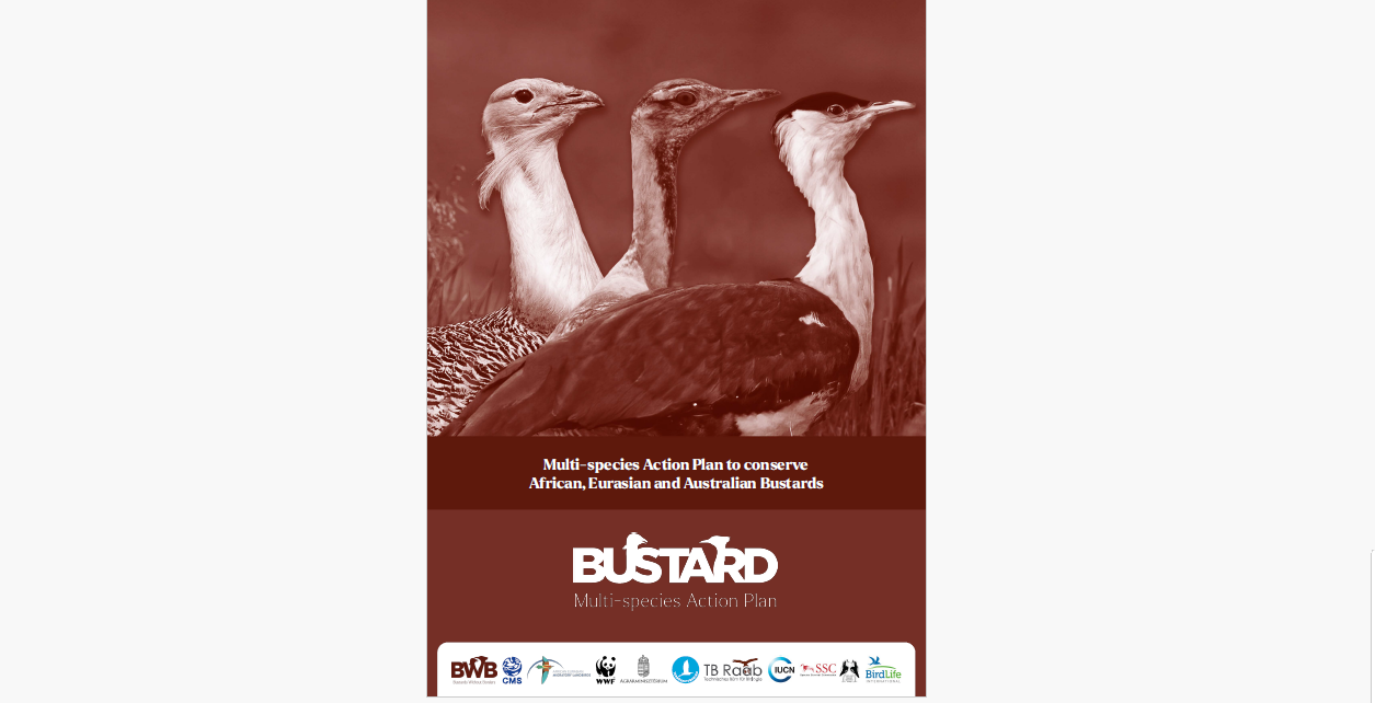 Webinar: Bustards Multi-species Action Plan (English) cover