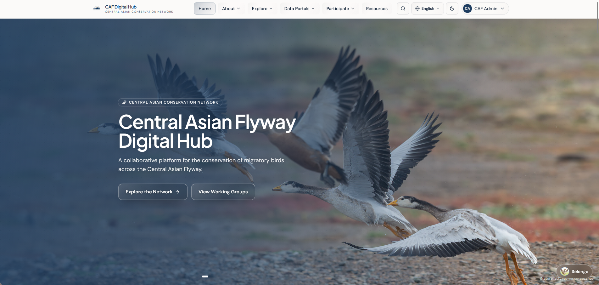 CAF Digital Hub - Launch cover