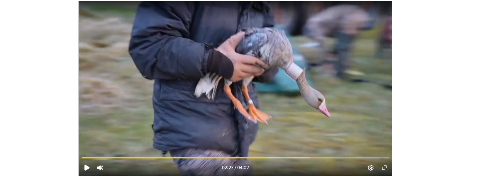 Goose tagging in Anabar, Republic of Sakha (Yakutia), Russia, summer 2026