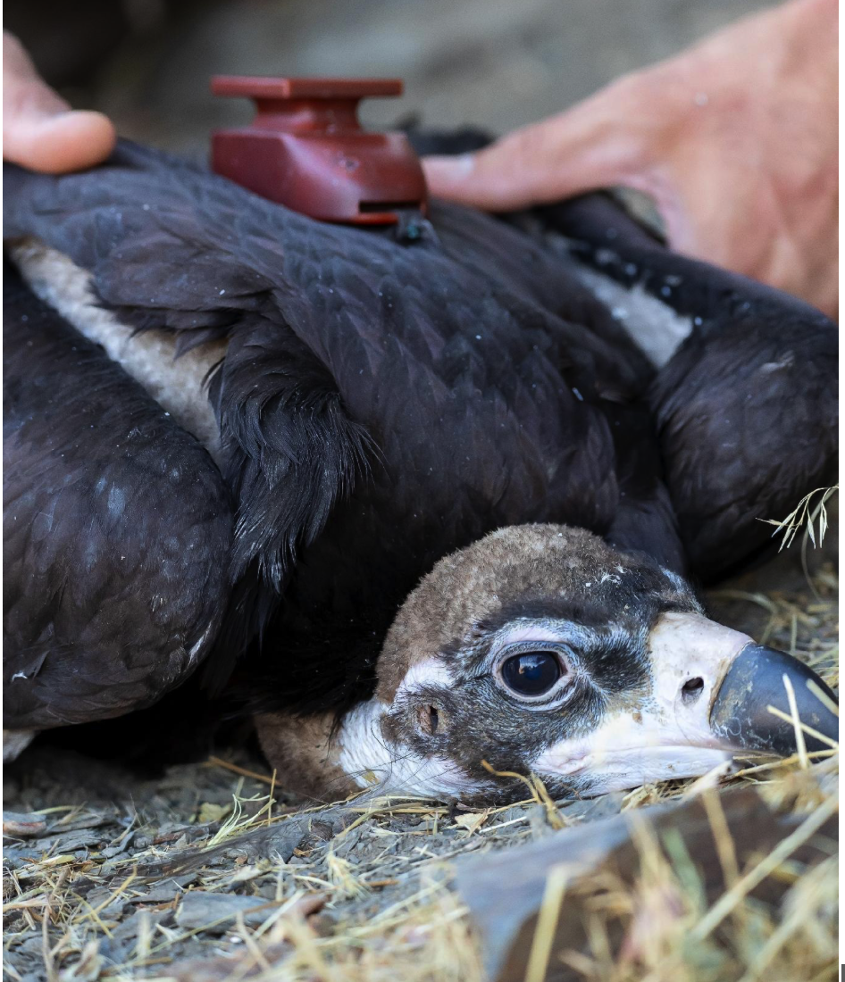 Hazrat, a juvenile Cinereous vulture fitted with a GPS-GSM transmitter