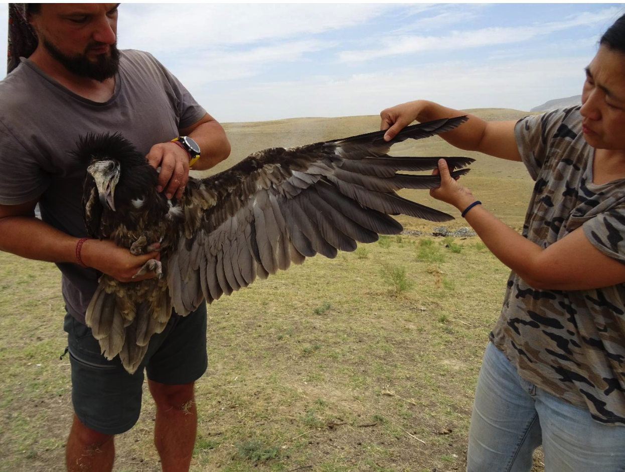 Shirin, an Egyptian vulture, being handled during fieldwork