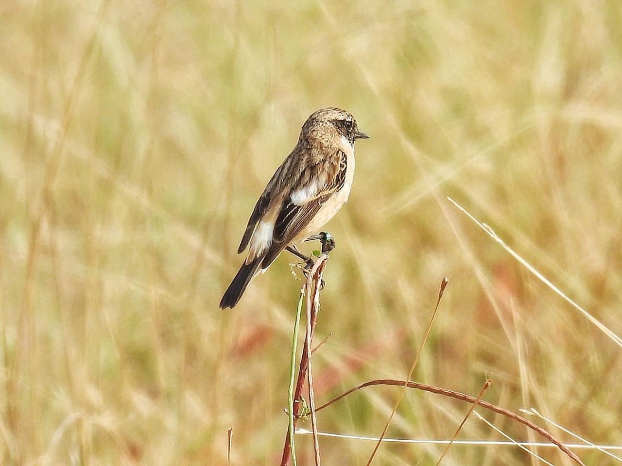 Bird Ringing at Various Locations of Gujarat project cover