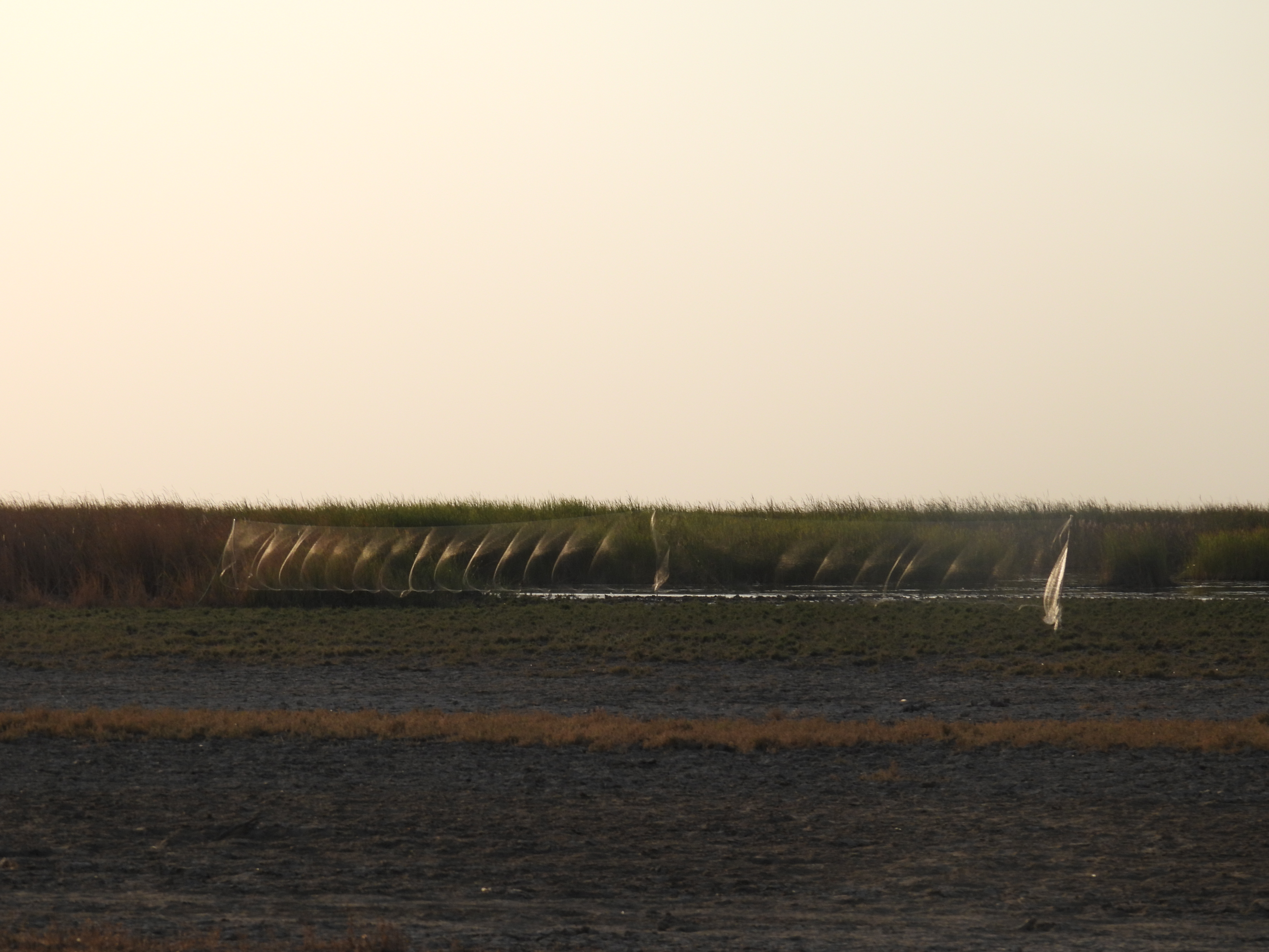Bird Ringing at Various Locations of Gujarat gallery image 2