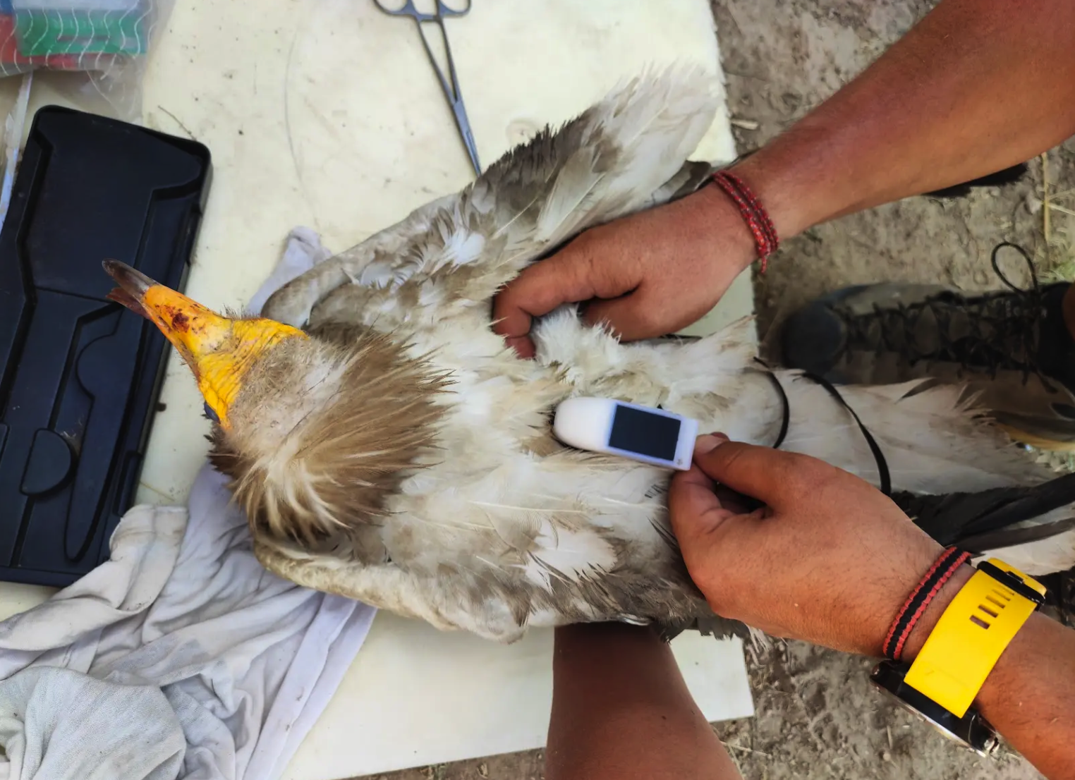 Central Asian Vultures Project gallery image 2