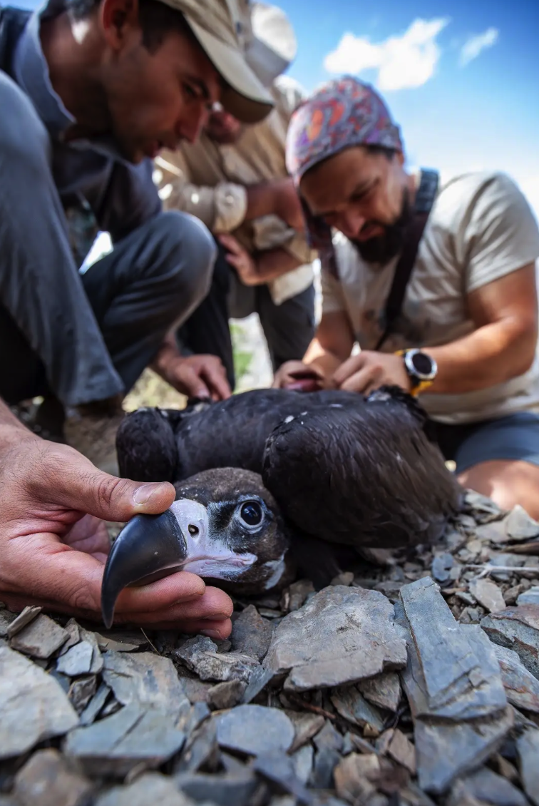 Central Asian Vultures Project project cover
