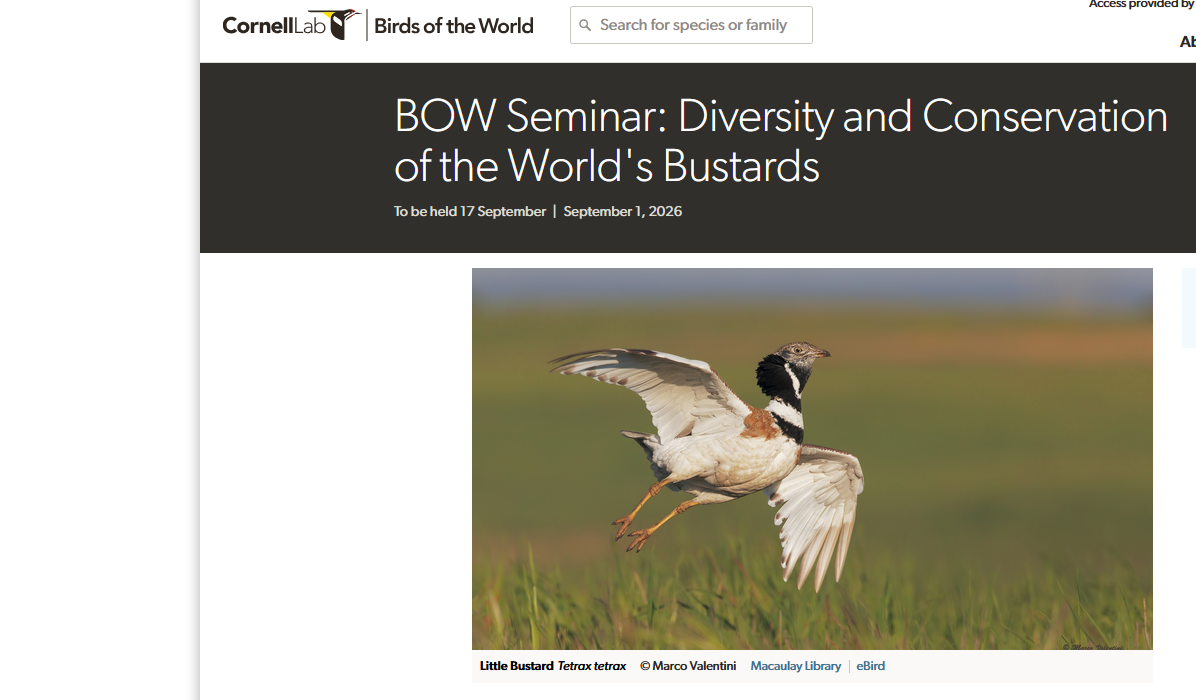 BOW Seminar: Diversity and Conservation of the World's Bustards cover image