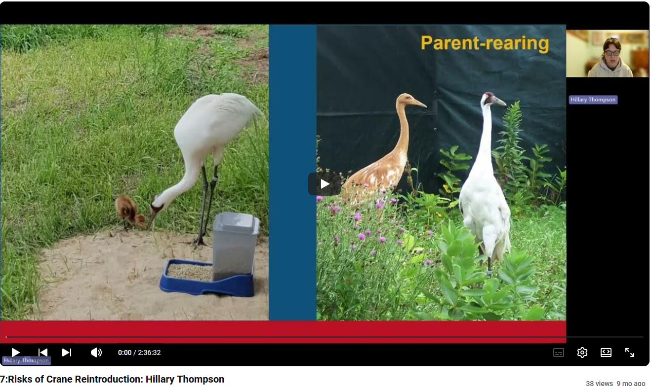  7: Risks of Crane Reintroduction: Hillary Thompson 