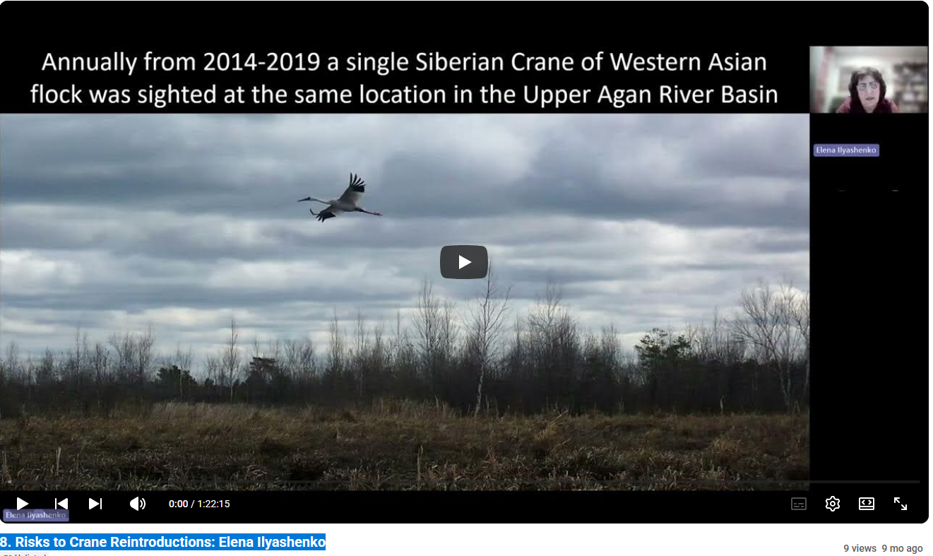  8. Risks to Crane Reintroductions: Elena Ilyashenko 