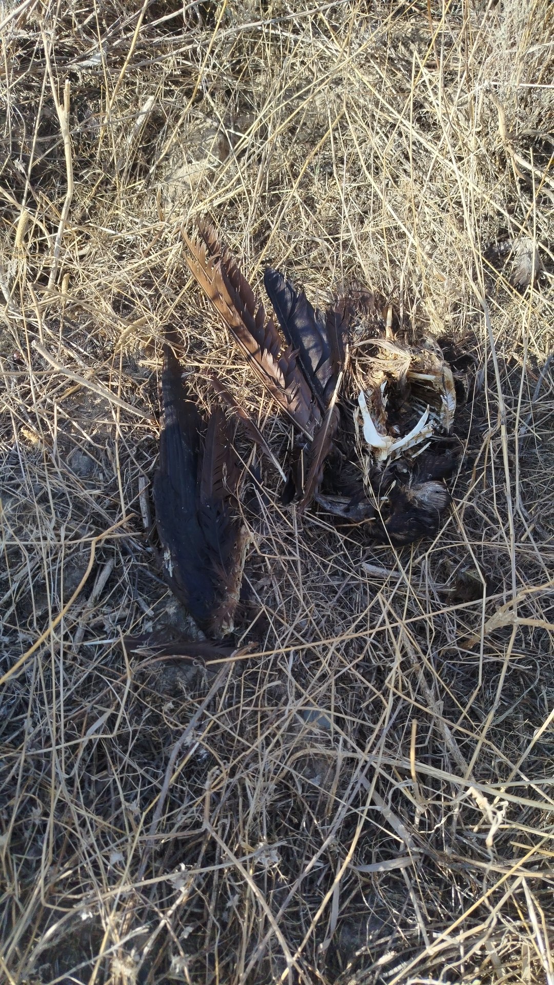Demonstrating the mortality caused by powerlines in the Chuy valley project cover