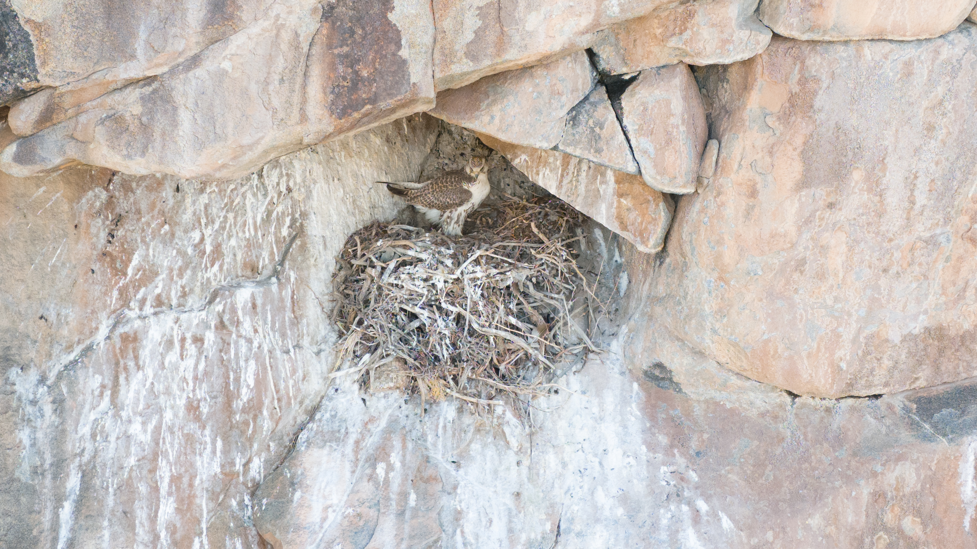 Raptors in Central Asia: Trade and local use impact assessment project cover