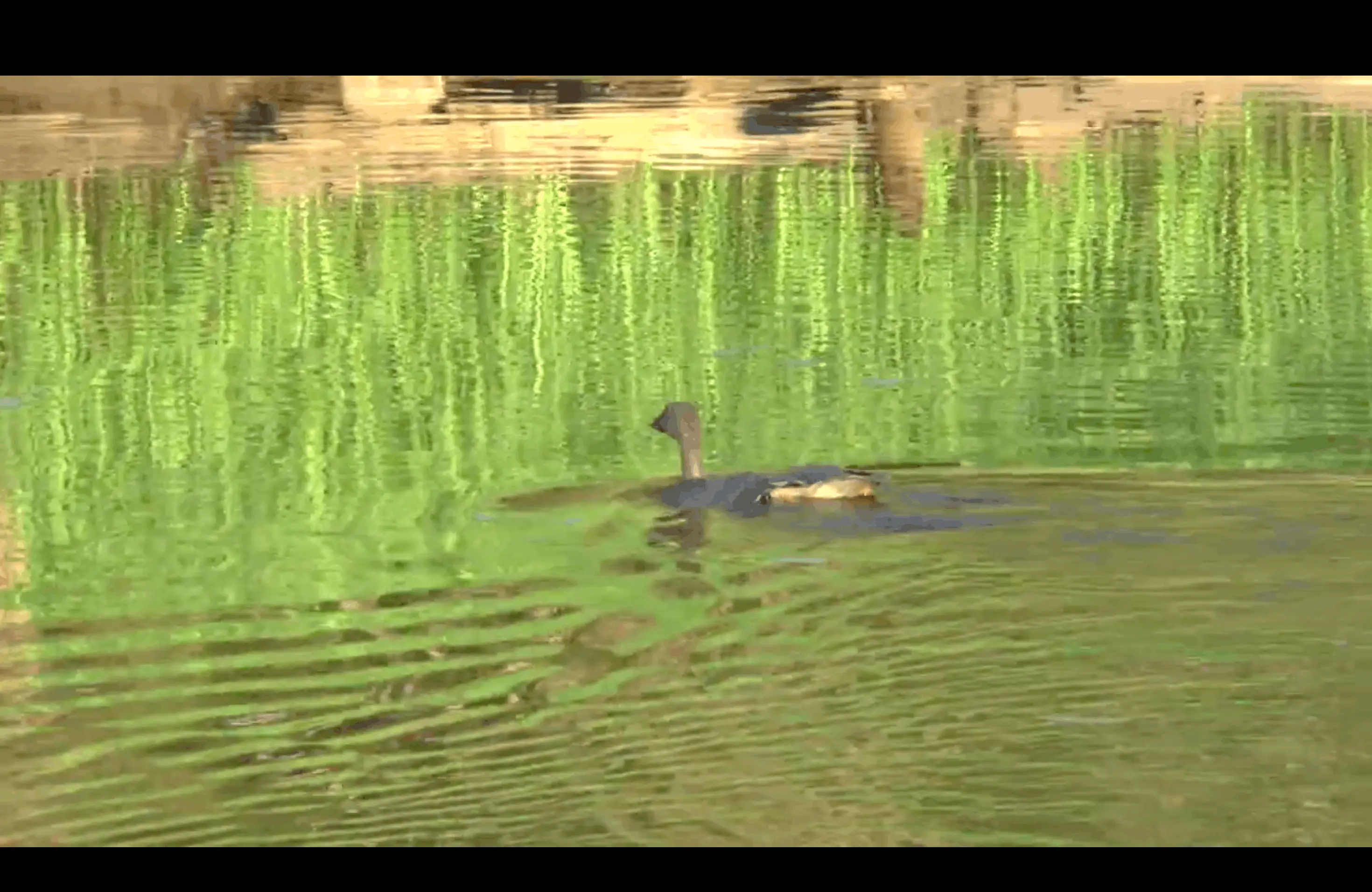 Save the Taiga Bean Goose! (English)