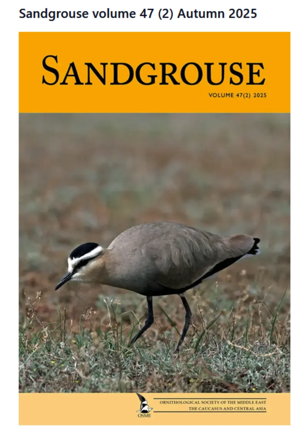 Sandgrouse 47-2