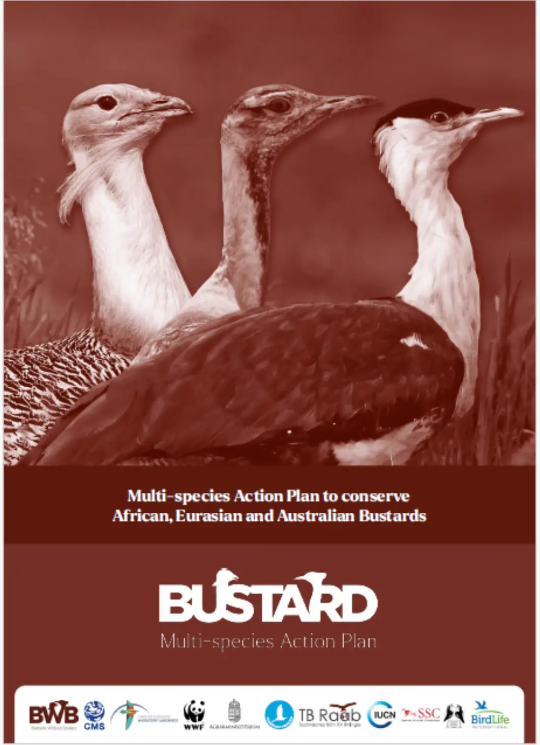 Bustard Multi-species Action Plan