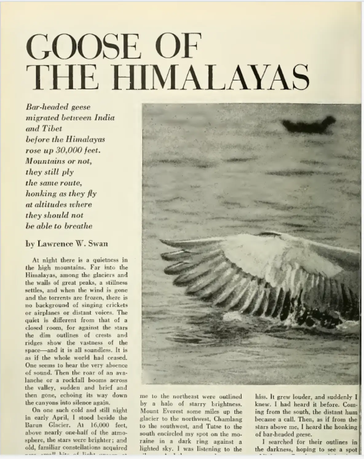 Goose of the Himalayas