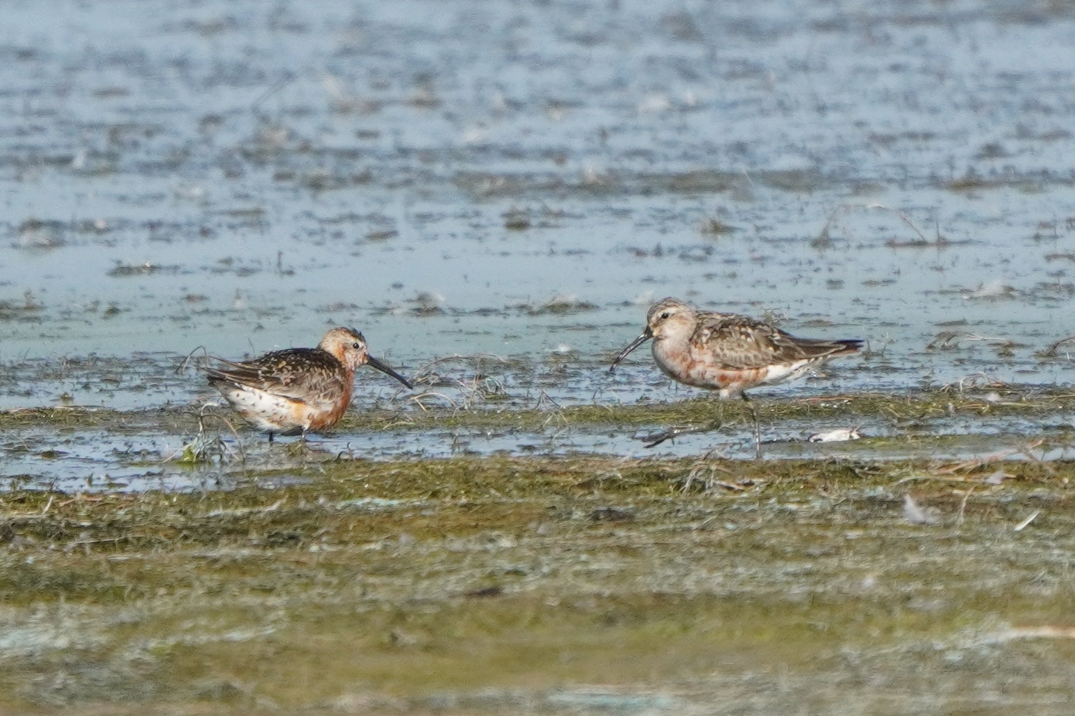 CACN Waders Working Group meeting cover