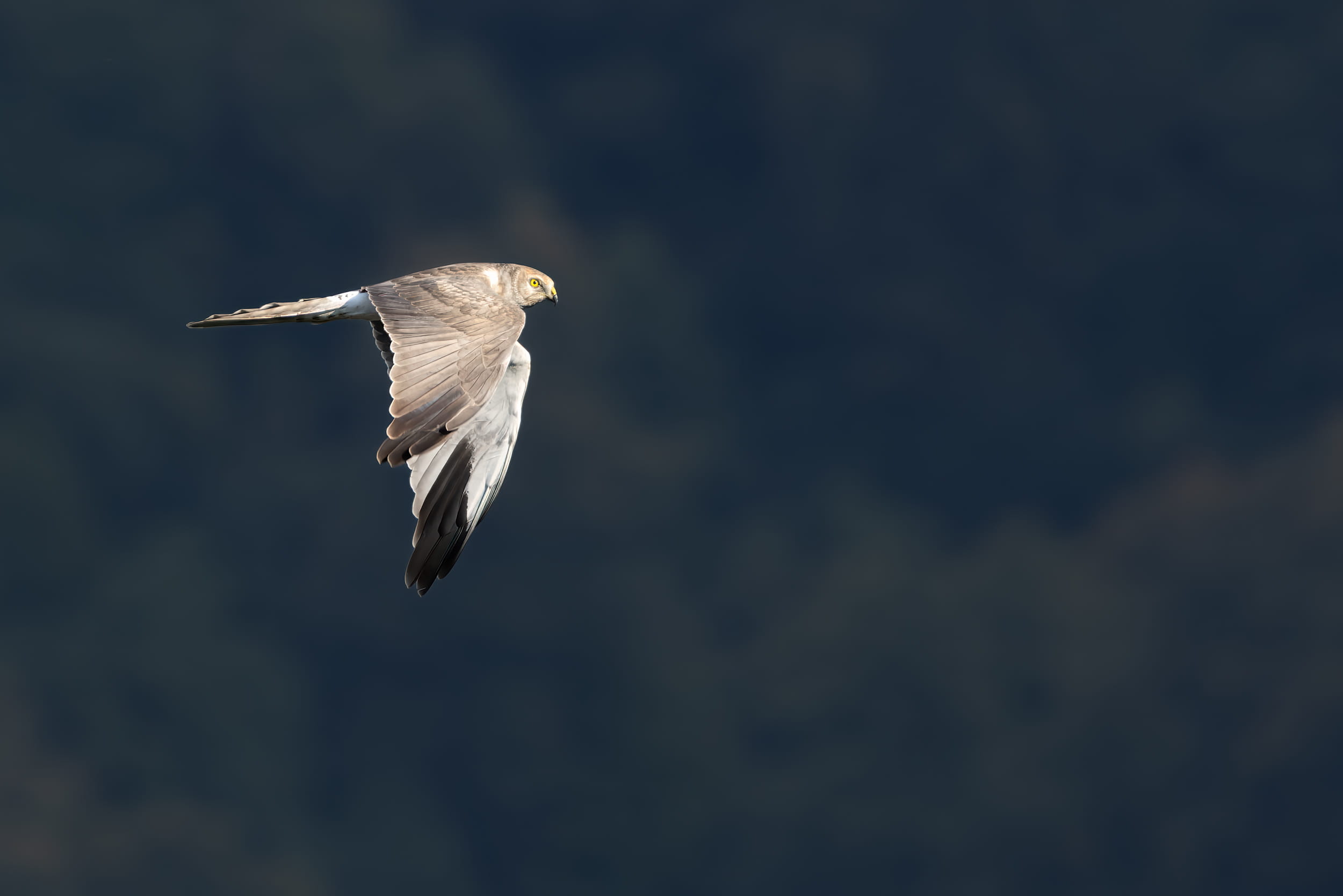 Batumi Raptor Count project cover