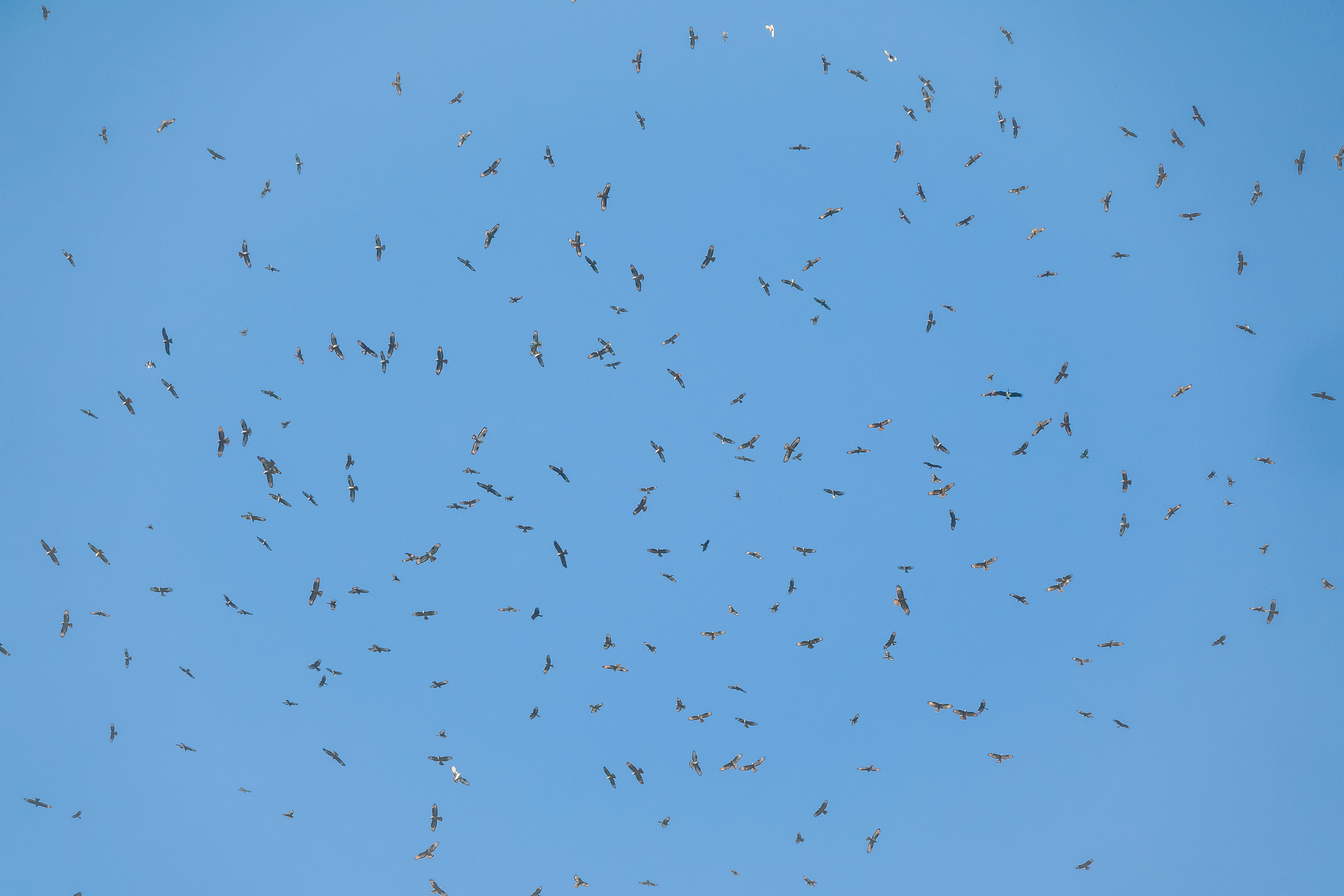 Batumi Raptor Count gallery image 2